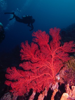Coral